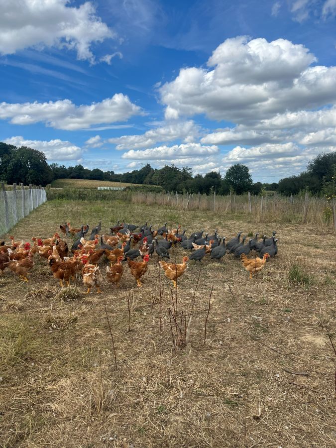 Poules en liberté dans un grand pré